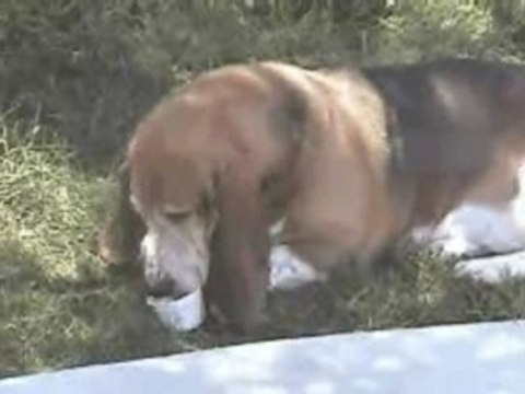 Hoover Eating His Frosty Paws