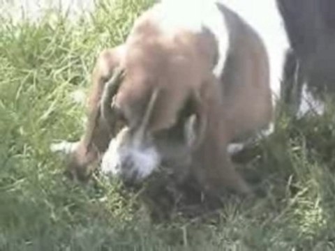 Dolly Enjoying Frosty Paws