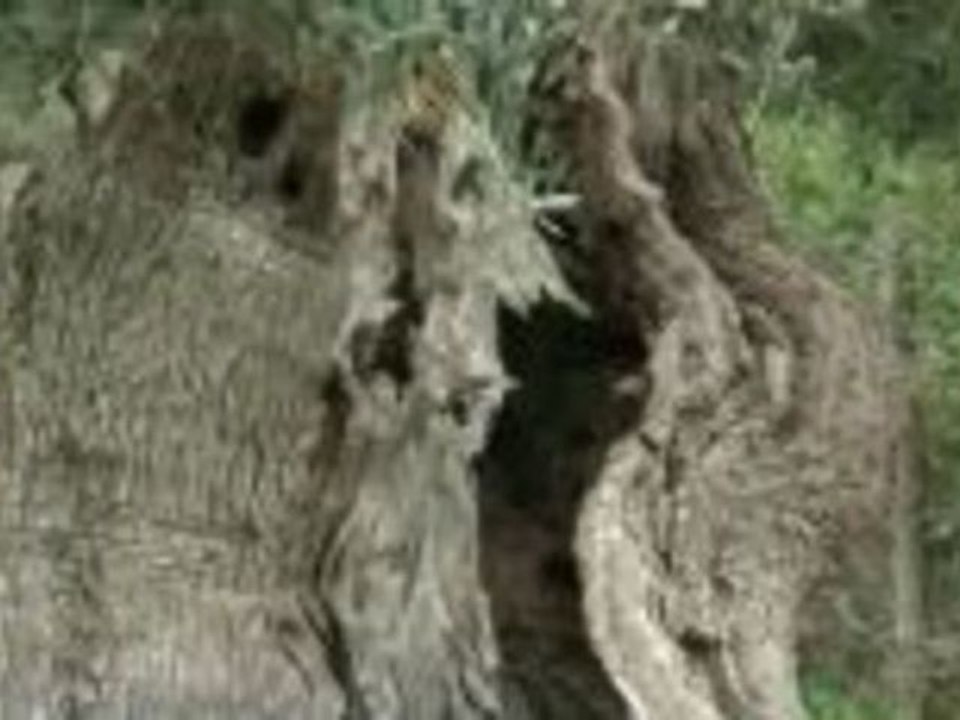 Mallorcas idyllische Berglandschaft- jenseits vom Tourismus