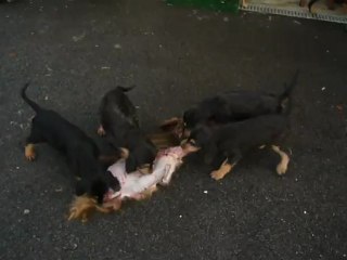 Chiots Aube/1er contact peau de sanglier/221212