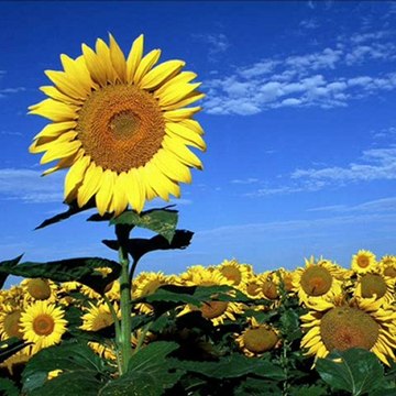 Coby Kyros 7-Inch Android 4.0 4 GB Internet Tablet 16:9 Resistive Touchscreen, Black MID7034-4 under $100