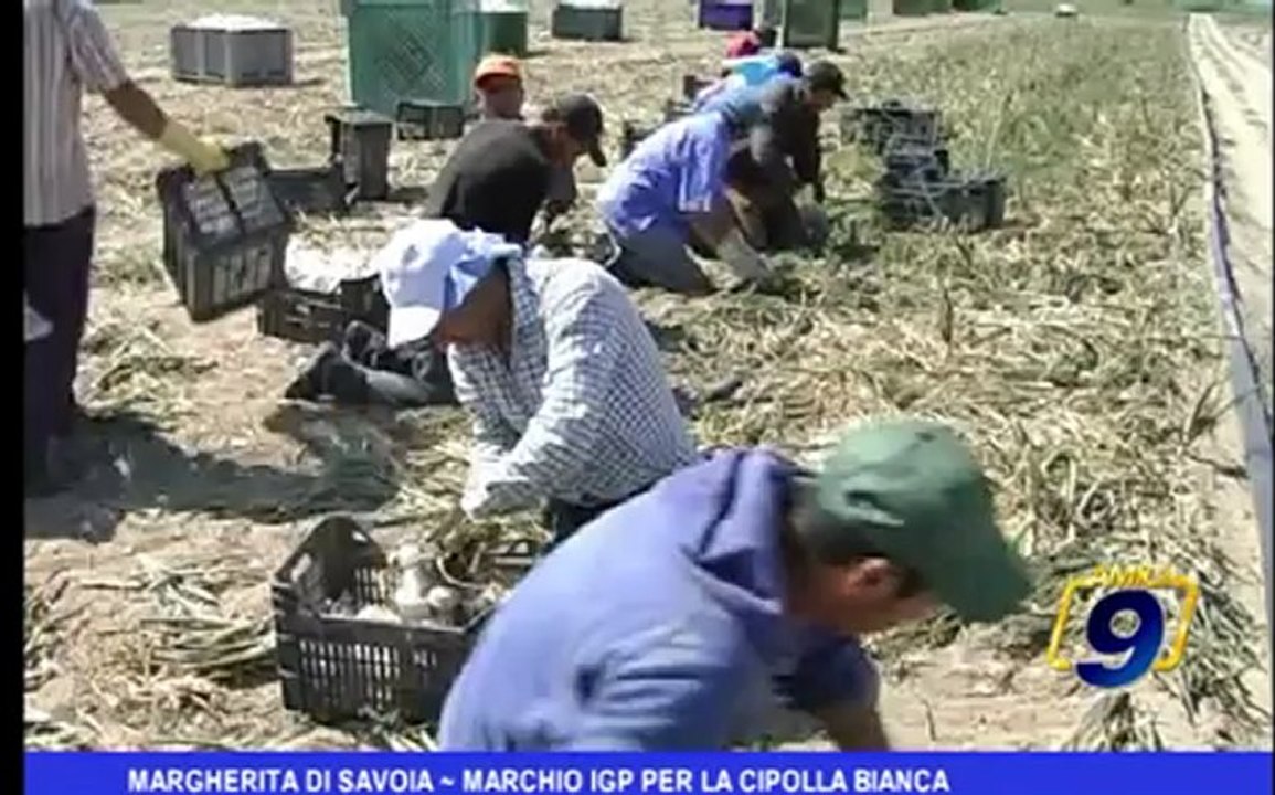 Margherita di Savoia | Marchio IGP per la cipolla bianca