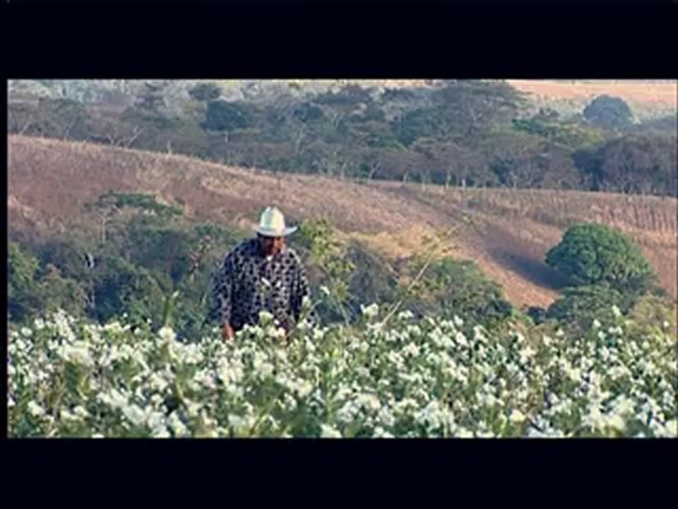 Le Trésor de Los Mangos