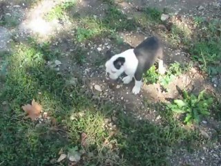 Chiots Bostons terriers et Cavaliers King Charles
