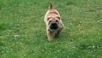 HAI PHONG LA HAVANE LAST CALL DES MING WAY