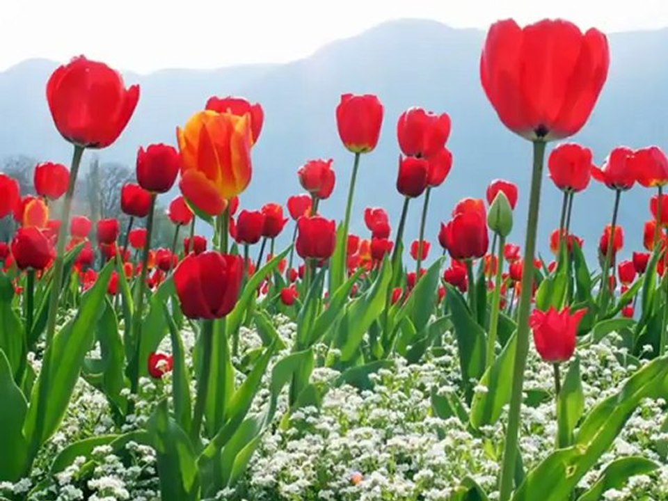 Ezgi Allah de Kalbim