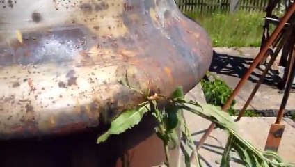 Ecouter la radio avec des plantes