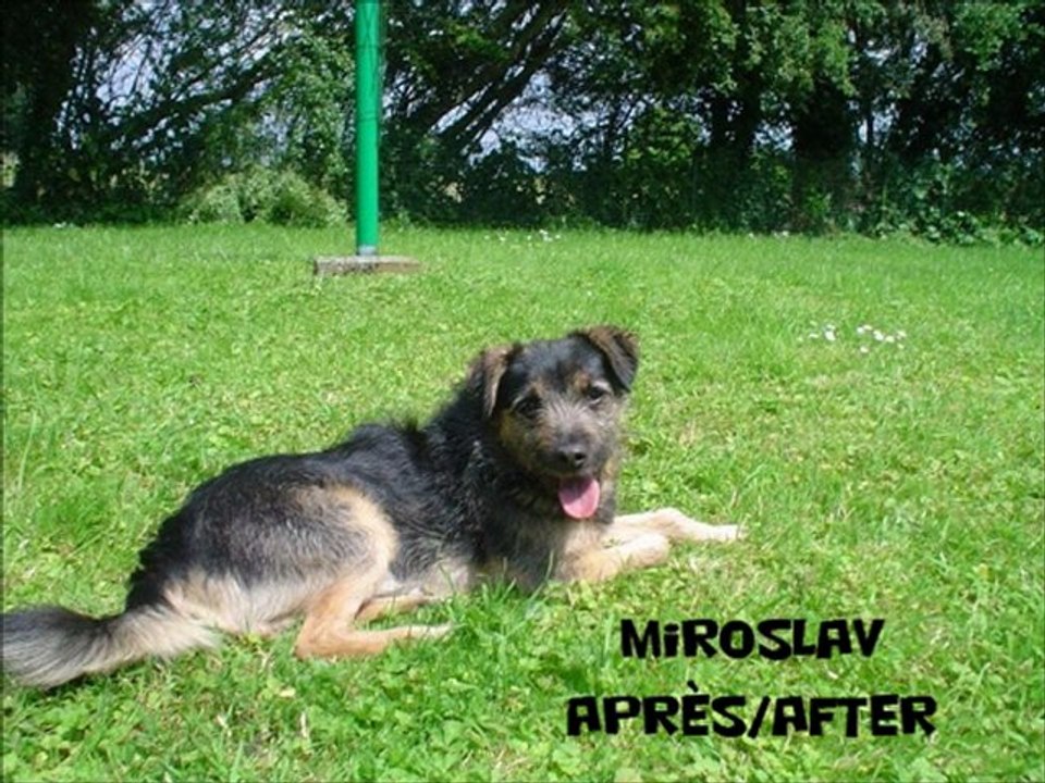 Diaporama 2012 Adoptions Becej