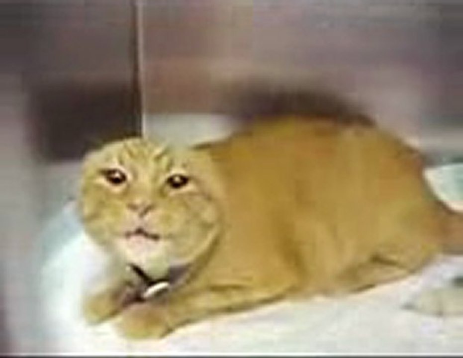 Title for your video