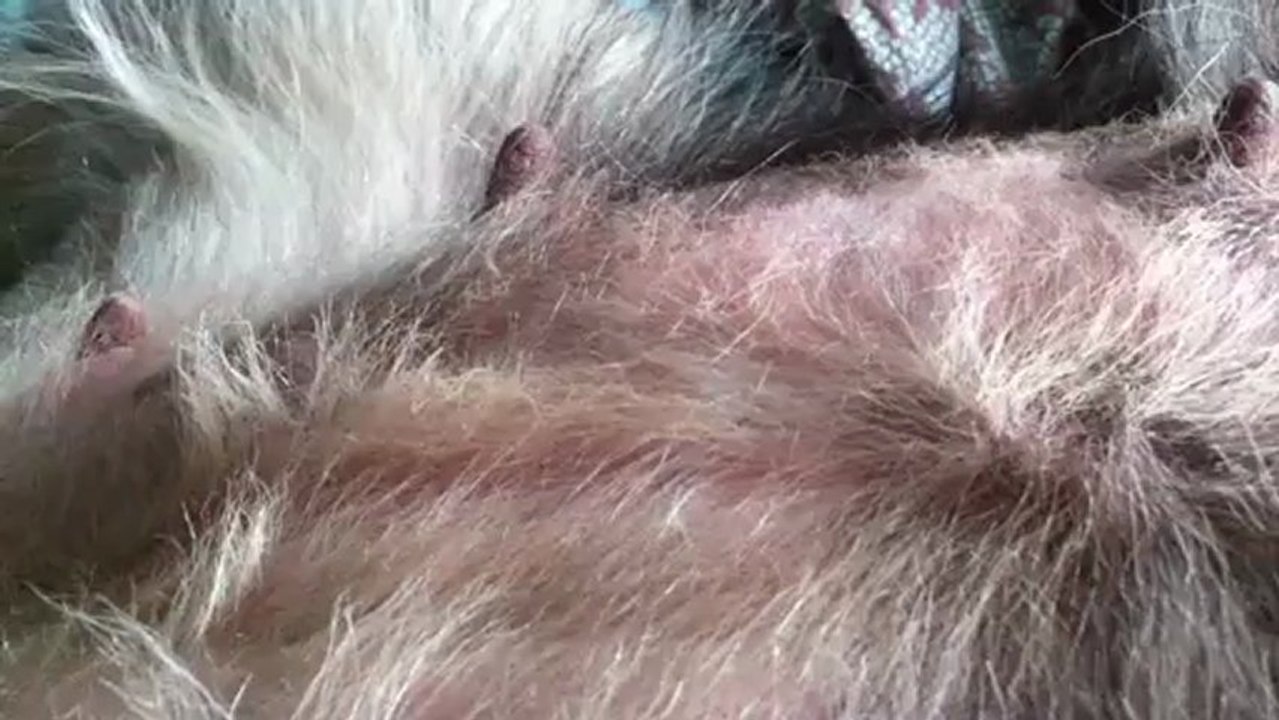 ça bouge bien là dedans....  Dixie gestation J 57