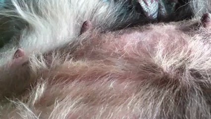 ça bouge bien là dedans....  Dixie gestation J 57