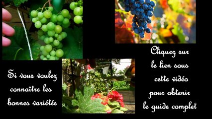 Les secrets de la taille de la vigne