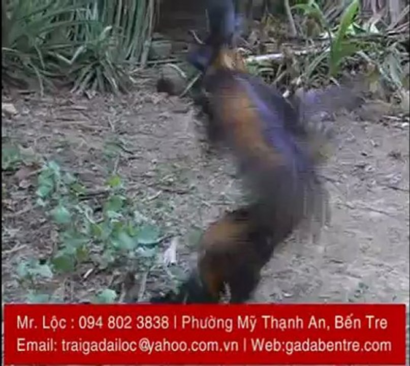 ga-da-ben-tre-trai-ga-dai-loc (6)