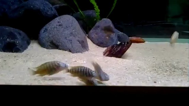 Tropheus Nkonde Bright Yellow Tablet Yem Ziyafeti.