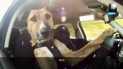 Dunyanin ilk araba kullanan Kopegi Porter