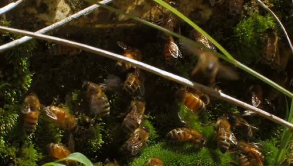Le Titanic Apicole - La Terreur Pesticide 2/2 (Tome1) par Ananda Guillet et Dominique Guillet