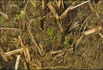 Marais et tourbe à protéger