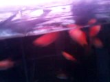 SUNSET PLATY