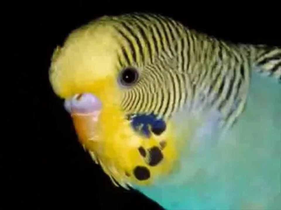 İngilizce konuşan kuş Erwin :)