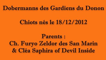 Chiots 2012 à 3 et 4 jours