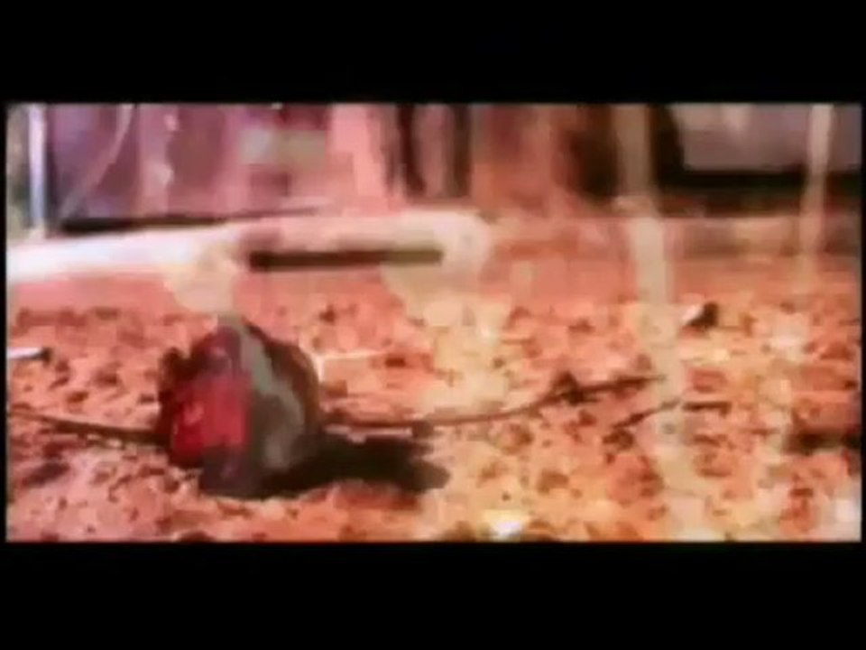 Kahraman TAZEOĞLU      " Aşk Bu Tokatı Haketti Bu Gece "