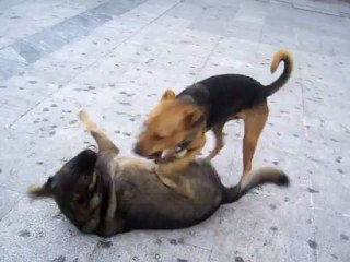 funny dogs play at syntagma Athens 2007-11-16