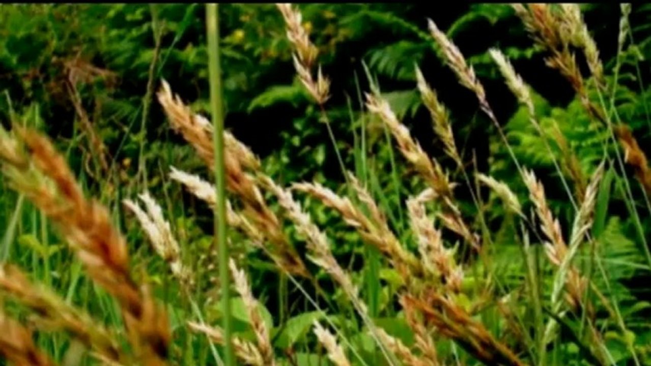 DANS LE SOUFFLE DU VENT (Bob DYLAN -  Hugues AUFRAY)