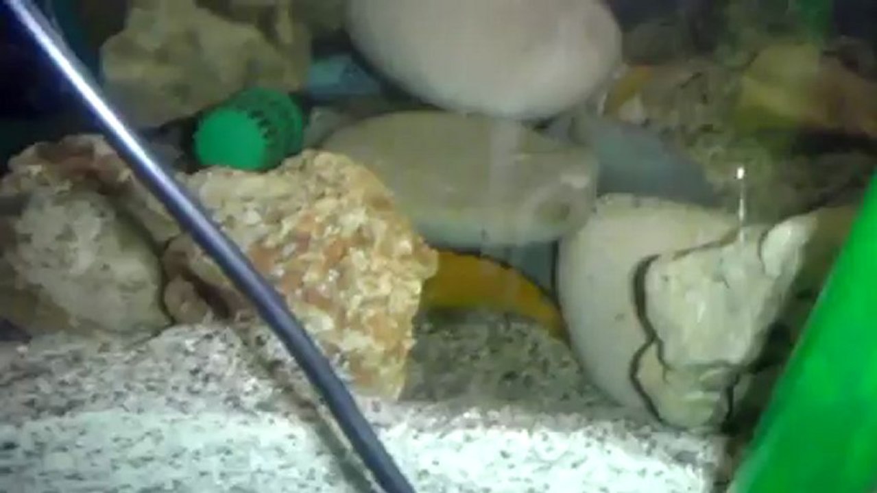 VIDEO0095