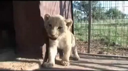 UMA LEOA ESPECIAL