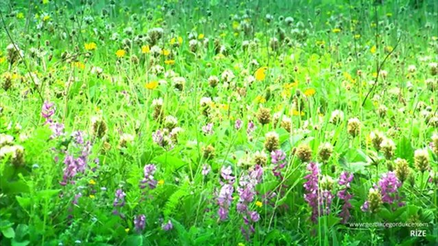 Rize Tanıtım Filmi - Karadeniz Tanıtım Portalı