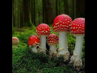 Polaroid 4.3" Internet Tablet review