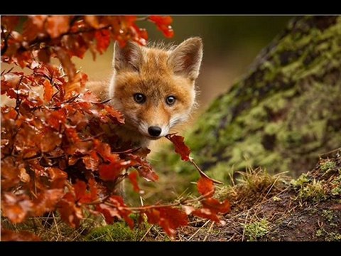 ZTO 7-Inch Android 4.0 4GB Capacitive Multi-Touchscreen Widescreen Internet Tablet 1.2GHz Processor with Built-In Camera - Review