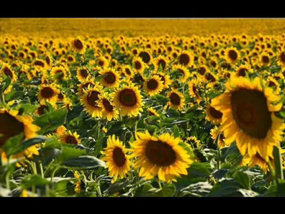 TCL LE43FHDF3300 43-Inch 1080p LED HDTV with 2-Year Limited Warranty (Black with Gun Metal Stripe) - Review