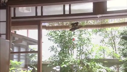 GhoMamSouE01.AsyaFanatikleri