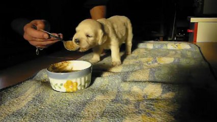 Femelle bleu ciel 1er repas