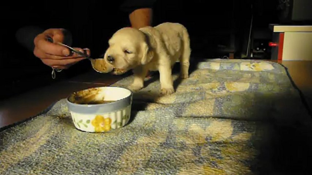 Femelle bleu ciel 1er repas