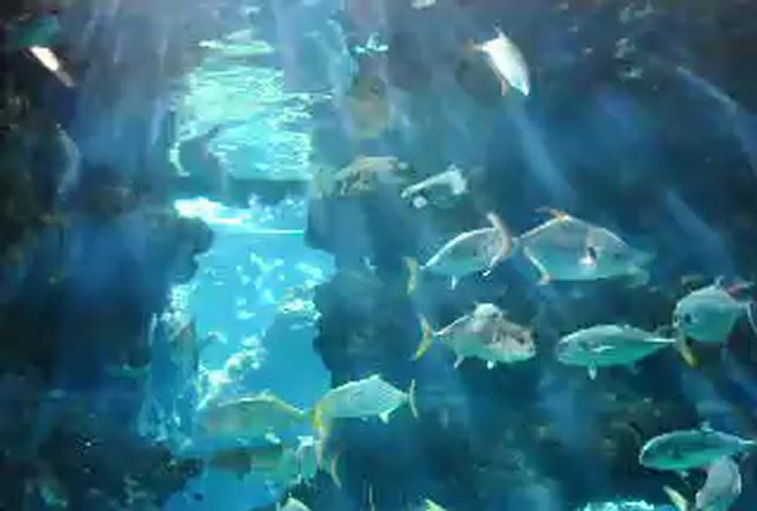 Pierre Frolla en père Noël à Monaco au musée océanographique, plonge avec les requins -  ©  Brigitte Lachaud