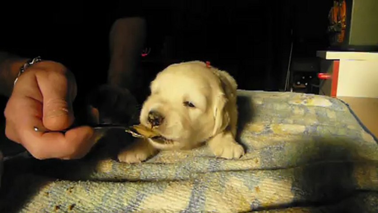 Femelle jaune 1er repas