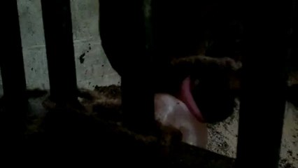 Zeus munching on his Himalayan salt lick!