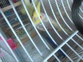 Sultan Papağanı Doğum Anı