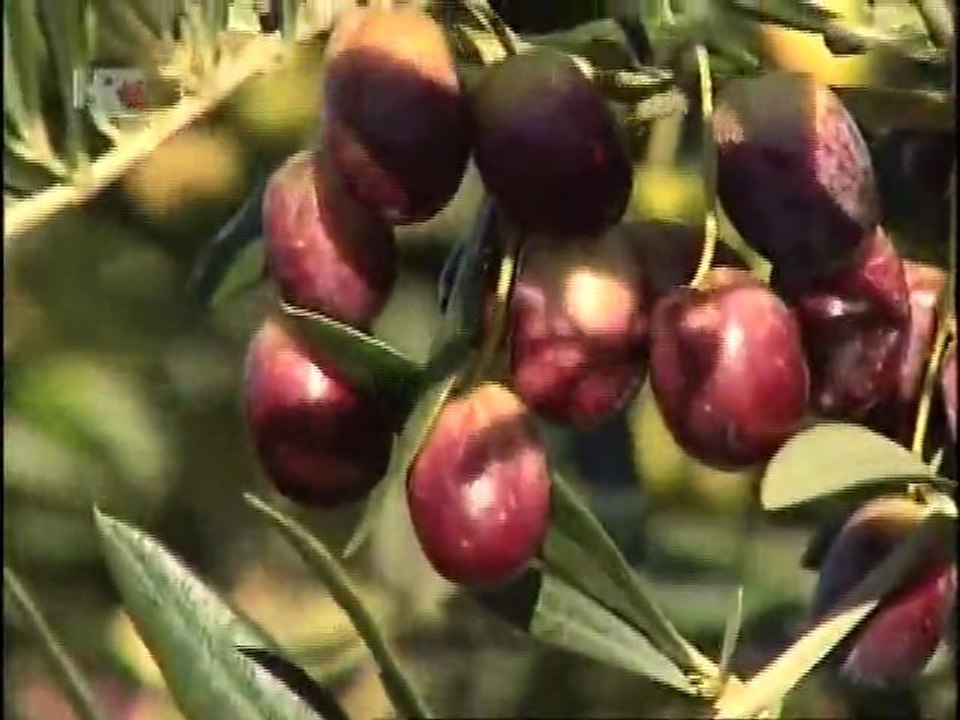 Hvar 'pliva' u ulju