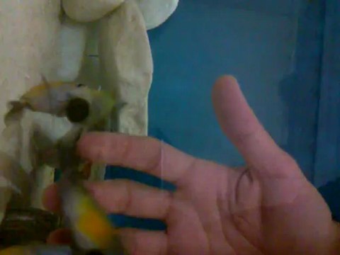 Tropheus katoto elden yerrrrr