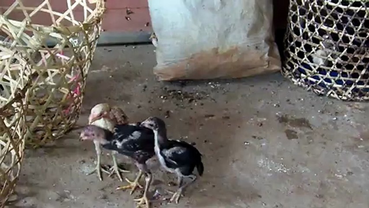 Les poussins : combat de rue (24déc12)..