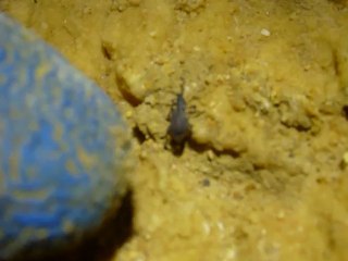 BDA 24 decembre 2012 1