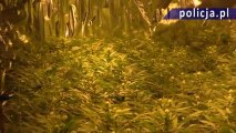 Zlikwidowano jedną z największych w Polsce plantacji konopi