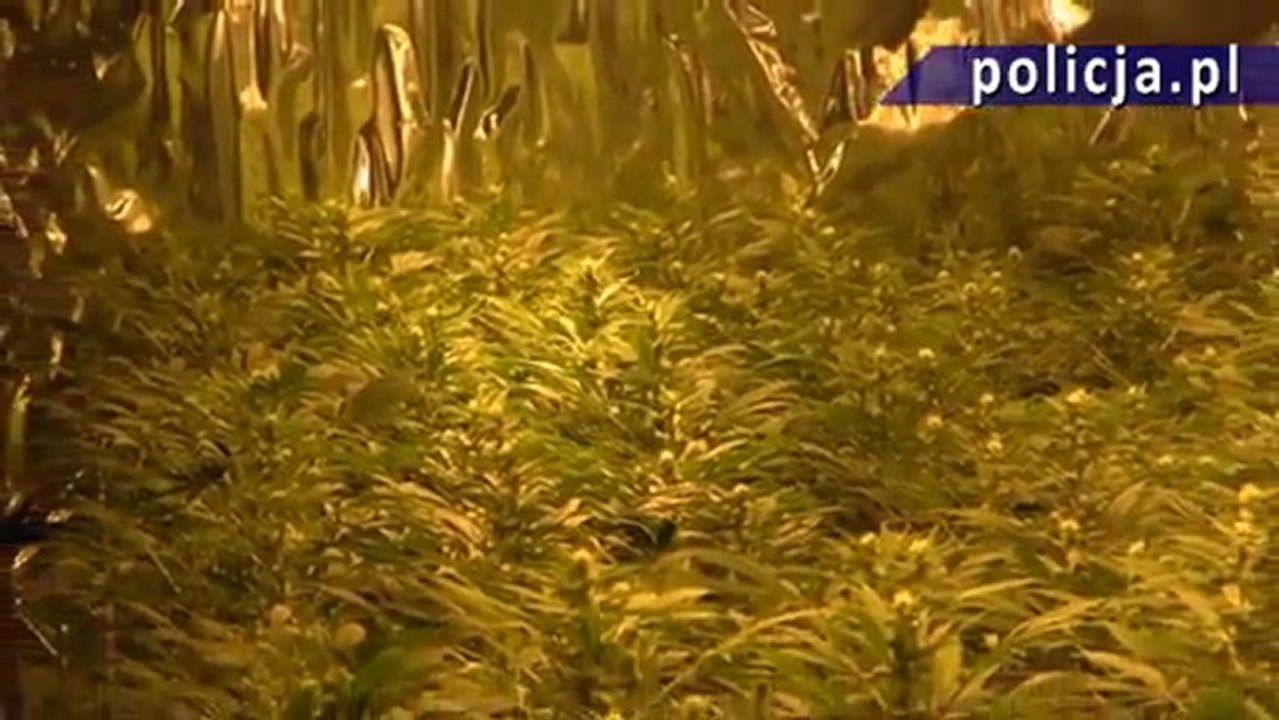 Zlikwidowano jedną z największych w Polsce plantacji konopi