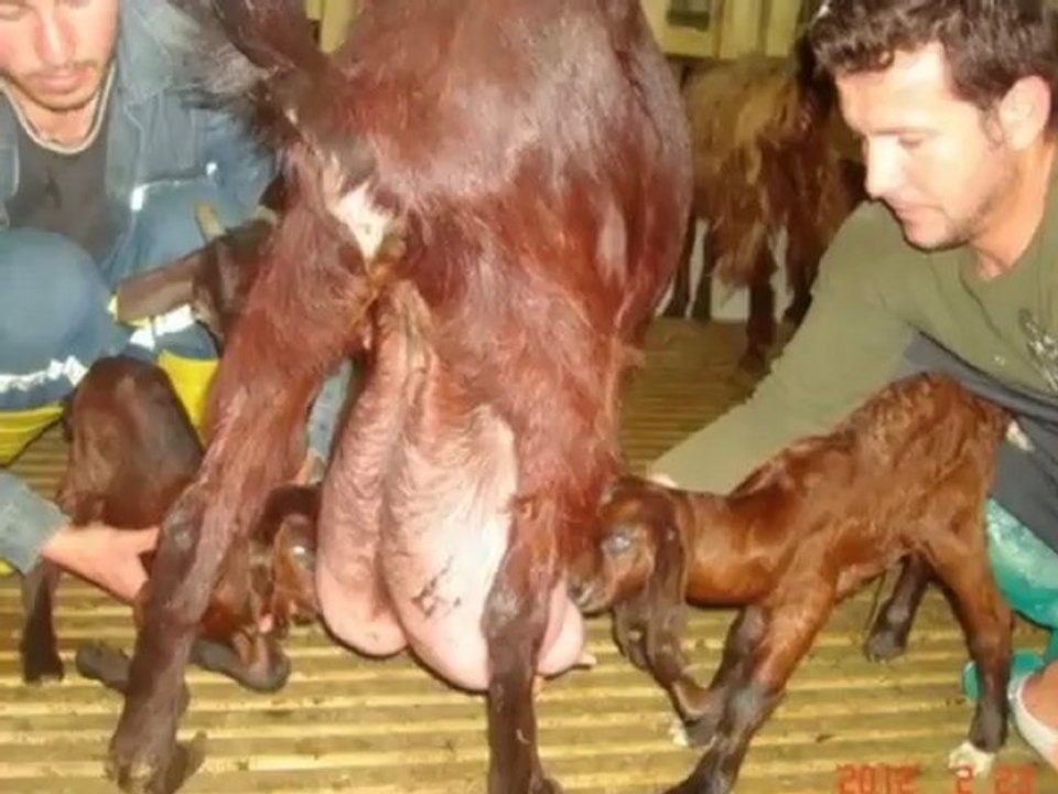 Halep kecisi ciftligi,Halep kecisi satılık