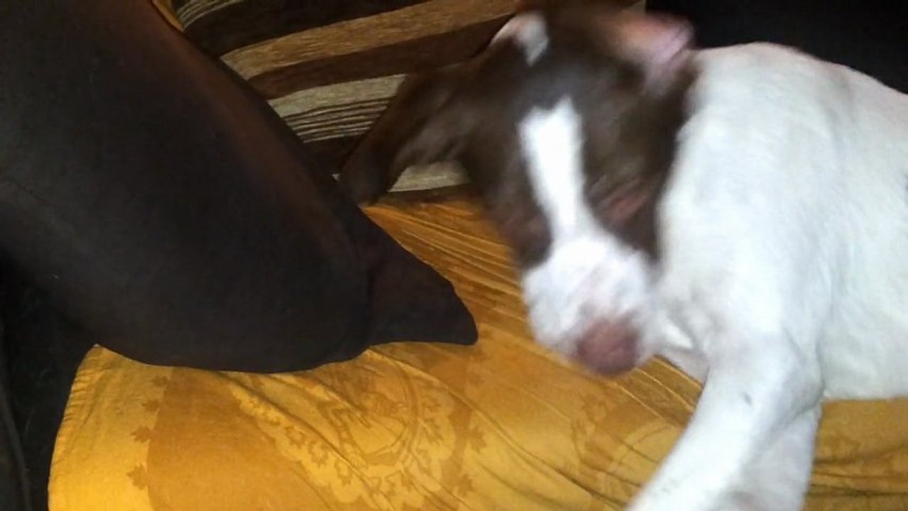 Et paf le chien!