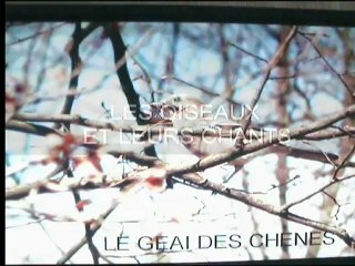 Chants d'oiseaux 2512123