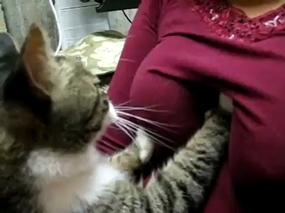 Un chat qui aime masser les seins